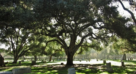 Oak-Park-Cemetery.jfif