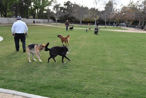 Dogs at Pooch Park 