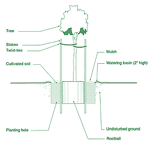 Tree Planting Instructions.gif