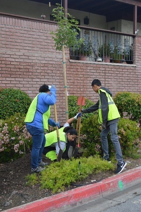 Tree Planting 